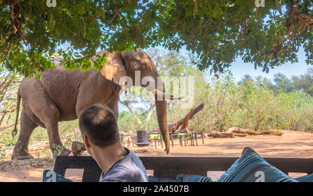 Pafuri, Afrique du Sud - regarder les touristes non identifié un grand éléphant mâle africain marche dans leur camp de toile libre en format horizontal Banque D'Images