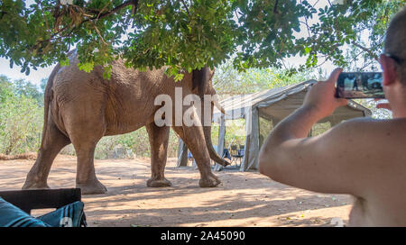 Pafuri, Afrique du Sud - regarder les touristes non identifié un grand éléphant mâle africain marche dans leur camp de toile libre en format horizontal Banque D'Images