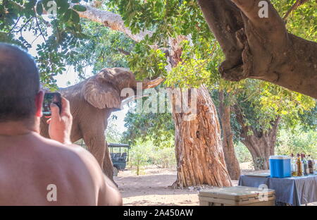 Pafuri, Afrique du Sud - regarder les touristes non identifié un grand éléphant mâle africain marche dans leur camp de toile libre en format horizontal Banque D'Images