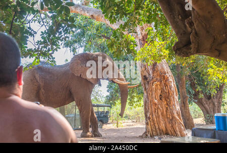 Pafuri, Afrique du Sud - regarder les touristes non identifié un grand éléphant mâle africain marche dans leur camp de toile libre en format horizontal Banque D'Images