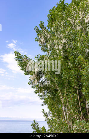 Poplar tree des pépins en duvet sur le fond du lac Issyk-Koul. Kirghizistan Banque D'Images