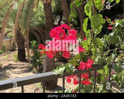 Fleurs de bougainvilliers dans un jardin en Espagne Banque D'Images