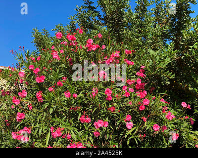 Belle floraison rose de lauriers roses en Espagne Banque D'Images