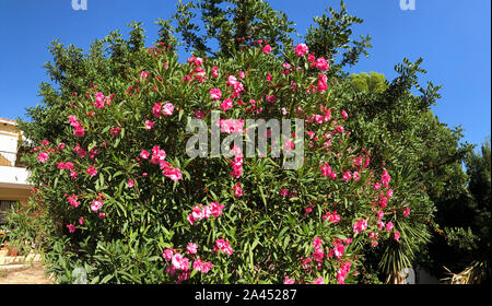 Belle floraison rose de lauriers roses en Espagne Banque D'Images