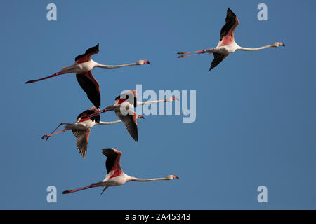 Plus de flamants roses en vol. Pris au petit matin sur les salines près de Olhao, Ria Formosa, l'Algarve, Portugal. 28 mars 2019. Banque D'Images