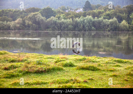 Stork vole au-dessus de l'eau de la rivière Banque D'Images