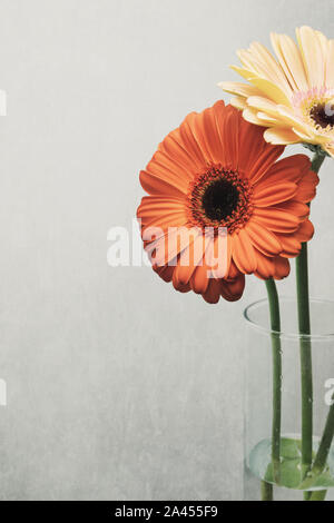 Gerber fleurs en pot de verre, marguerites floraison, isolé sur fond rugueux Banque D'Images