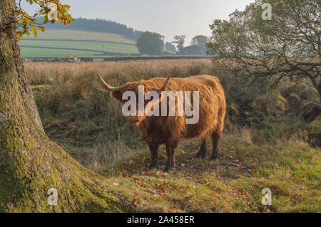 Highland Vache (Bos taurus) debout dans un champ, Kinharvie, Dumfries et Galloway, Écosse SW Banque D'Images