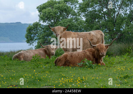 Highland bovins (Bos taurus) assis en forêt mixte, Morvern NW Scotland Banque D'Images