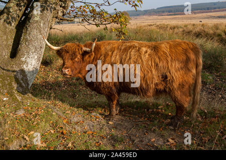 Highland Vache (Bos taurus) debout dans un champ, Kinharvie, Dumfries et Galloway, Écosse SW Banque D'Images