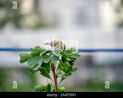 Un oeil blanc mélodieux japonais, également connu sous le nom de mountain white-eye ou juste un Japonais white-eye, Zosterops japonicus, se cache entre les feuilles d'un ginkg Banque D'Images