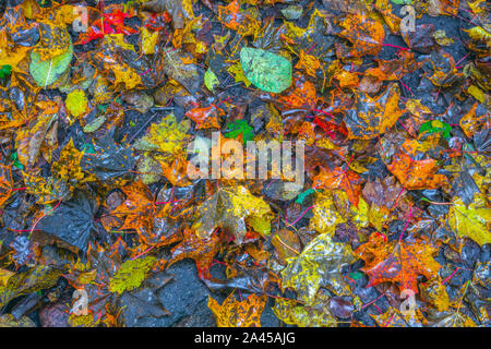 Image de fond coloré feuilles mortes humides idéal pour l'utilisation saisonnière Banque D'Images