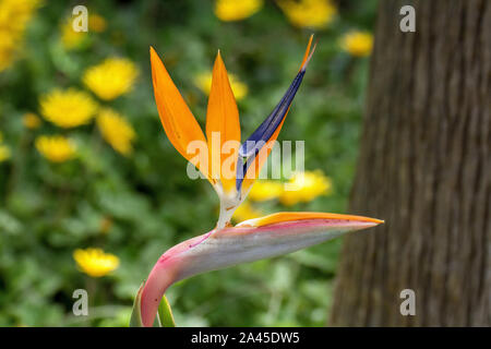 Fleur des perroquets dans les forêts tropicales Banque D'Images