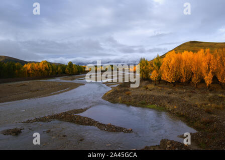 Collection automne pleure Daocheng Yading en jaune et rouge dans la préfecture autonome tibétaine de Garze, au sud-ouest de la province chinoise du Sichuan, le 2 septembre 2019. Banque D'Images