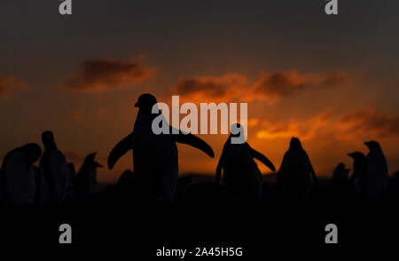 Manchots au coucher du soleil, Saunders, îles Falkland. Banque D'Images