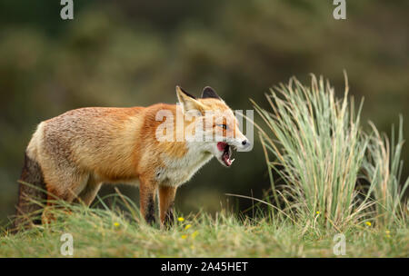 Close up of a red fox (Vulpes vulpes) debout dans l'herbe. Banque D'Images