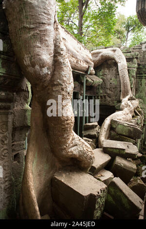 Ta Prohm temple (temple) tombe Rider à Angkor, Cambodge Banque D'Images