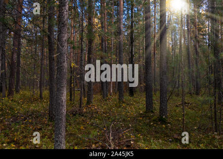 Forêt d'automne paysage avec des rayons de lumière chaude éclairant la forêt d'épinettes. Banque D'Images