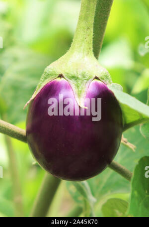 Aubergine pourpre sur l'arbre dans le jardin Banque D'Images