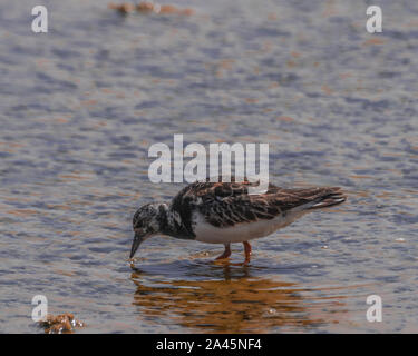 Bécasseau sanderling (Calidris alba) en plumage nuptial en quête de nourriture Banque D'Images