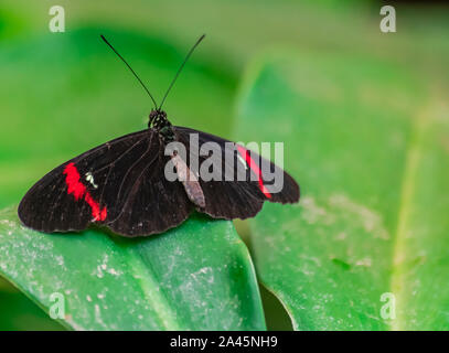 Heliconius erato, le facteur rouge, papillon avec ailes ouvertes, reposant sur une feuille verte Banque D'Images