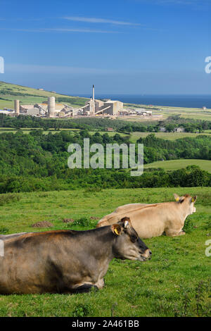 Les vaches Guernesey couché dans un champ d'herbe avec Boulby Mine produisant la potasse sur la mer du Nord North York Moors National Park en Angleterre Banque D'Images