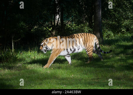 Gardien caché tigre de prowling Banque D'Images