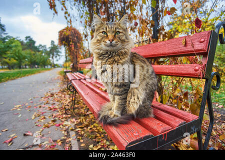 Cat ferme profitant de la fin d'après-midi assis sur un banc en bois Banque D'Images