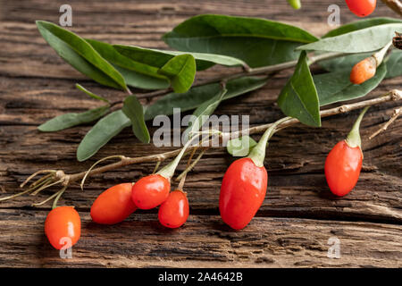 Baies de goji frais avec des feuilles sur une table en bois Banque D'Images