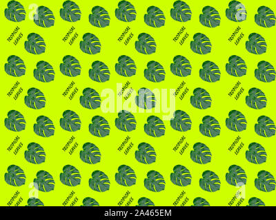 Feuilles Monstera. motif transparent Les feuilles tropicales sur un fond vert clair. Banque D'Images