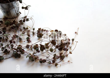 Сeropegia woodii trailing plantes vignes isolé sur fond blanc Banque D'Images