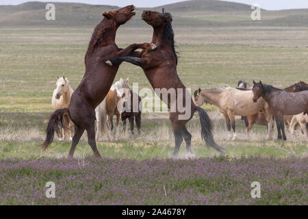 Wild Horse Etalons combats dans le désert de l'Utah Banque D'Images