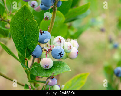 Le bleuet en corymbe plante avec des fruits sur branch Banque D'Images