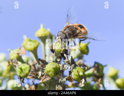 Close up of a Hoverfly se nourrissant d'Herbe à fleurs Banque D'Images