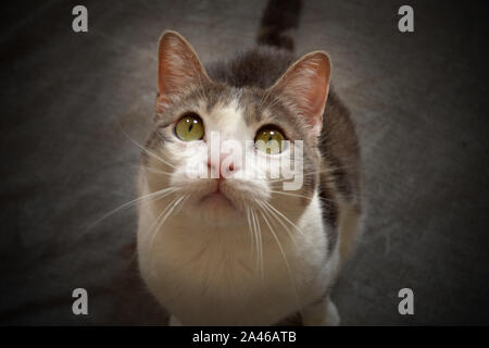 Funny portrait d'un chat blanc à la recherche vers le haut Banque D'Images
