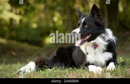 D'amour et de paix un chiot border collie se détend dans l'herbe Banque D'Images