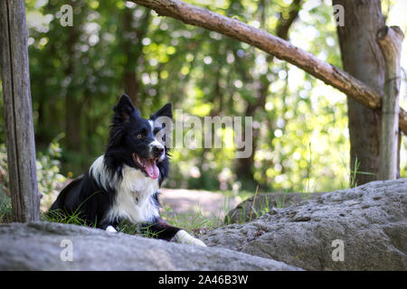 Un portrait sur le rocher d'un chiot border collie de dans les bois Banque D'Images