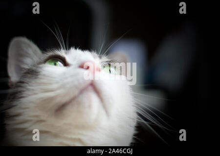 Portrait of a cute chat blanc regardant vers le haut Banque D'Images