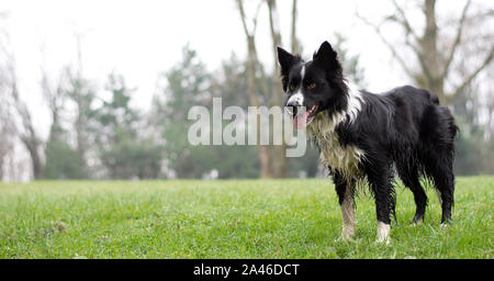 Un chiot border collie humide de poser dans les bois Banque D'Images