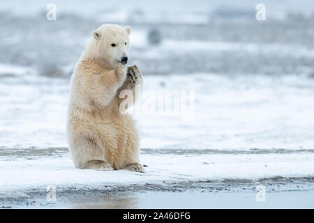 L'ours polaire (Ursus maritimus) à Kaktovik, Alaska dans le Cercle Arctique Banque D'Images