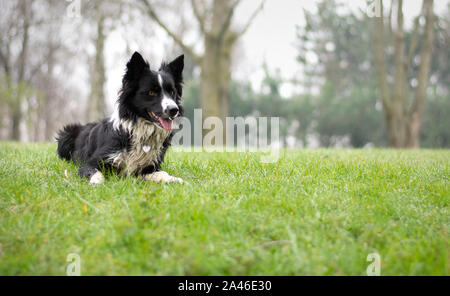 Une attente chiots border collie couché dans la prairie humide Banque D'Images