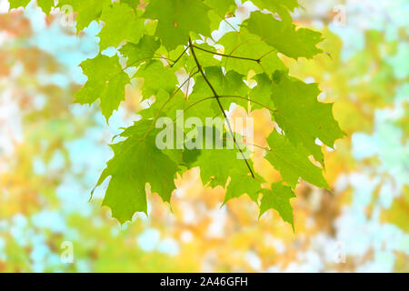 À la recherche jusqu'à feuilles d'érable vertes contre une voûte de feuillage d'automne. Banque D'Images