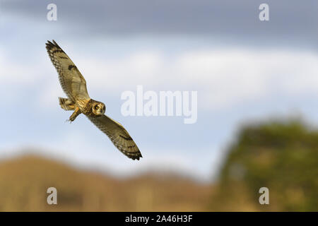 Hibou des marais - Asio flammeus Banque D'Images