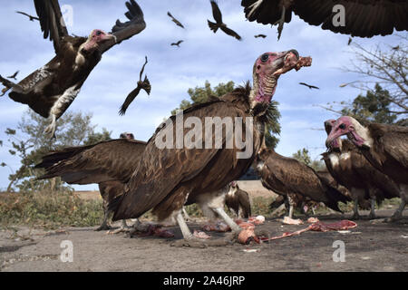 Hooded Vulture Necrosyrtes monachus - Banque D'Images