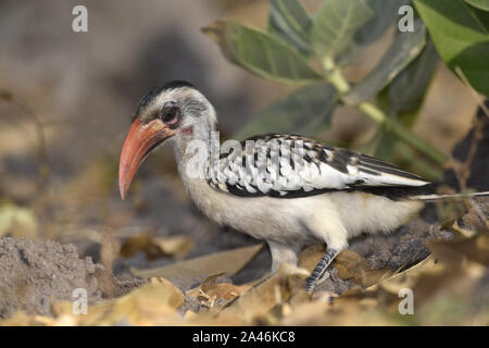 Western Calao à bec rouge - Tockus kempi aka calao à bec rouge Tockus erythrorhynchus. Banque D'Images