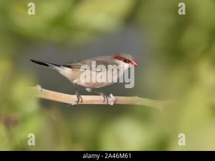 À croupion noir - Waxbill Estrilda troglodytes Banque D'Images