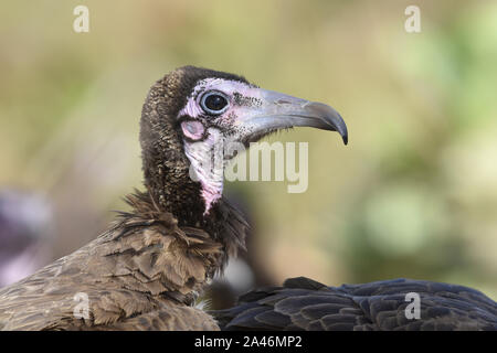 Hooded Vulture Necrosyrtes monachus - Banque D'Images