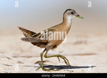 Little Crake - Porzana parva femme Banque D'Images