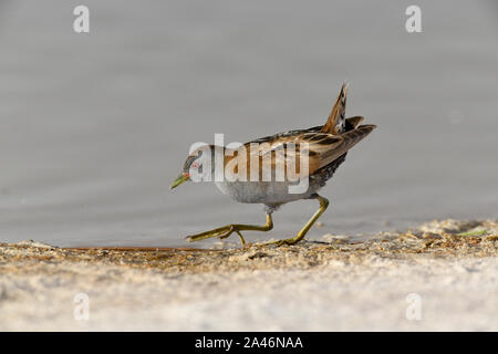 Little Crake - Porzana parva homme Banque D'Images