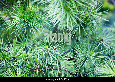 Une image en gros plan d'Parapluie japonais pine tree (Sciadopitys verticillata) Banque D'Images